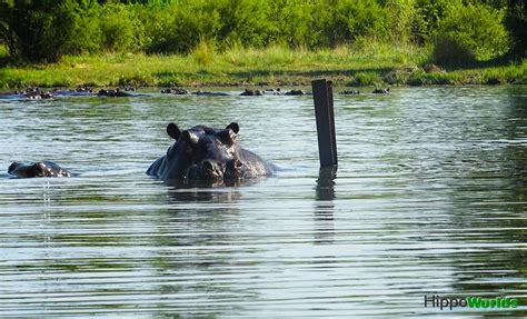 Hippopotamus Habitat - Hippoworlds