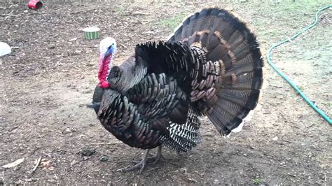 Our pet Turkey - YouTube