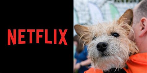 Netflix’s Top 10 Shows to Binge-Watch with Your Pet – Full List Released! | Netflix, Slideshow ...