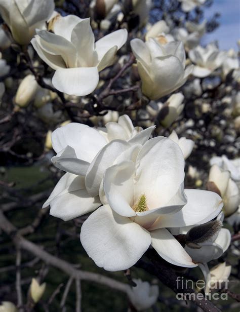 Yulan Magnolia 4753 Photograph by Terri Winkler - Fine Art America