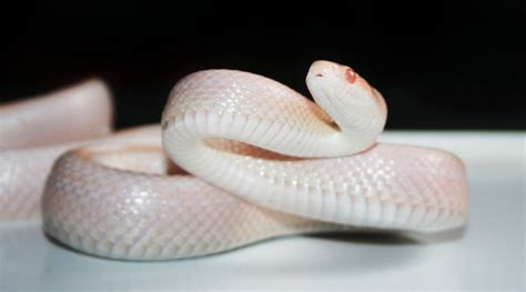 All You Need to Know About Albino Corn Snakes | PetvBlog