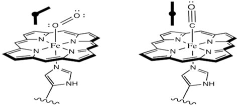 4.2: Oxygen Binding - Chemistry LibreTexts