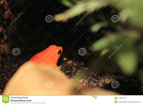 Golden mantella stock photo. Image of mantella, aurantiaca - 115981138