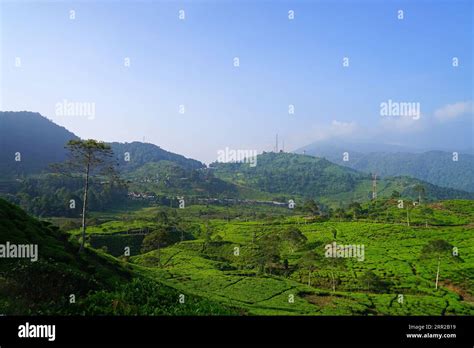 Gunung Mas Tea Plantation, Puncak, Bogor, West Java, Indonesia Stock ...