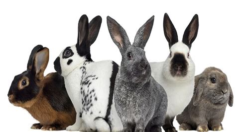 Top 10 Best Breed Of Rabbit For First Time Owners