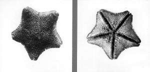 Derwent River Seastar - Threatened Species Link