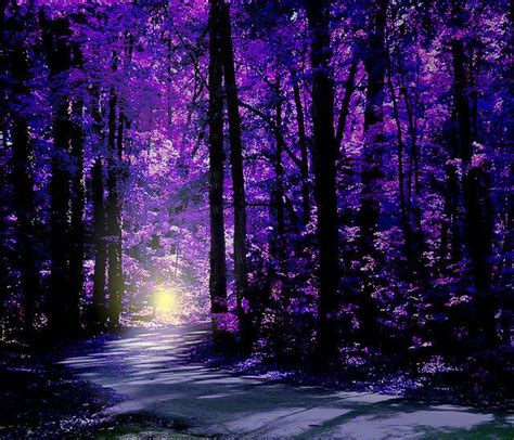 Mysterious Woods | Purple Forest Glow