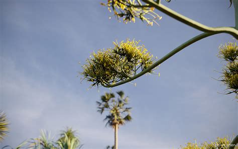 Tropical desert plant on Behance