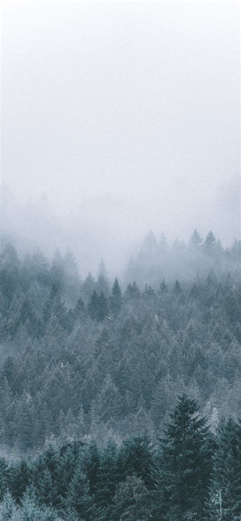 foggy icy green pine trees scenery Wallpaper | Forest wallpaper, Tree ...