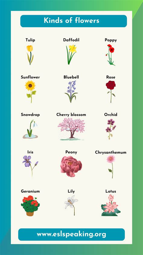 Names of Flowers in English | List of Different Flowers - ESL Speaking