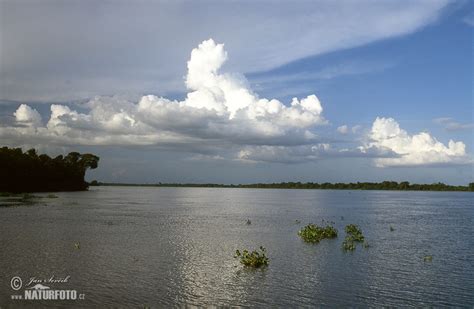 Venezuela Photos, Venezuela Images, Nature Wildlife Pictures | NaturePhoto