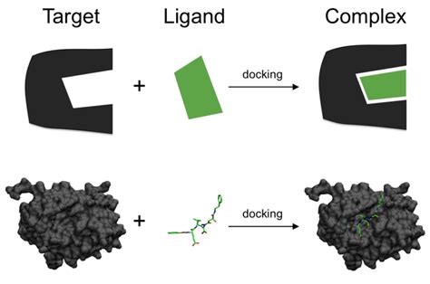 Molecular Docking : A short Overview and steps involved - BIOTECH WORLD ...