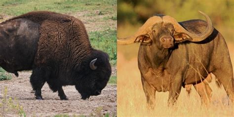 Bison Vs Buffalo: 6 Key Differences Between These Mammals