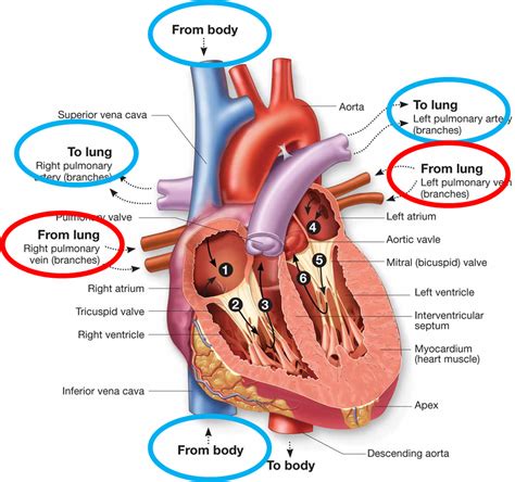 Heart blood flow diagram - rightbaseball