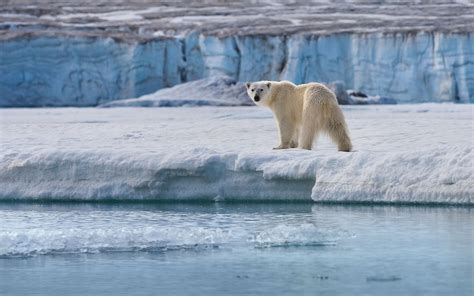 Polar Bears of Svalbard. Svalbard (Spitsbergen) Archipelago, Norway | Mike Reyfman Photography ...