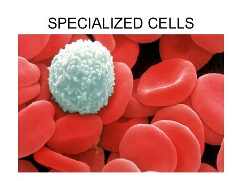 Specialized cells presentation