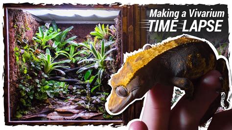 Making a Crested Gecko Vivarium (Time Lapse) - YouTube