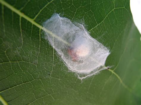 BugBlog: Spider eggs and egg sacs