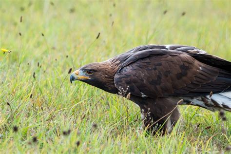 10 Amazing Facts About Golden Eagles - Bird Watching Academy