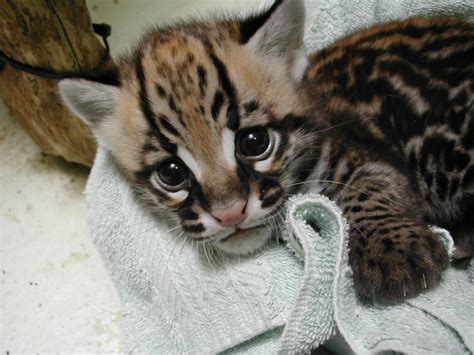 ocelot | Cute animals, Cute cats, Kittens cutest