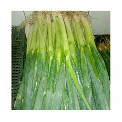 Jual Daun bawang 500gr | Shopee Indonesia