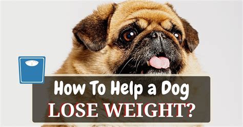 How To Help A Dog Lose Weight? 12 Dog Weight Loss Tips - Dog Food Haven