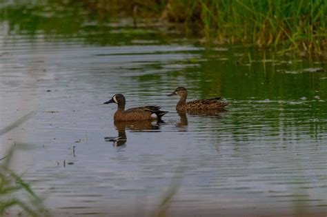 Duck Hunting Season in Massachusetts: Season Dates, Bag Limits, and ...