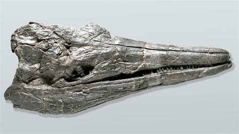 Central Nevada ichthyosaur fossil reveals surprising information