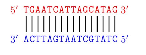 Adding a vertical line between letters on different rows. DNA sequence ...