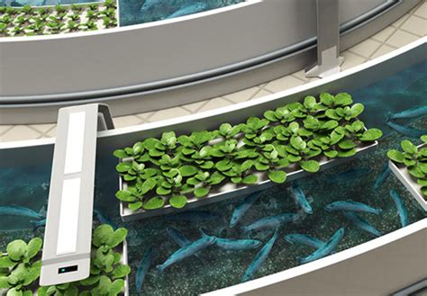 The future of fish farming is indoor - Hanna Instruments Africa