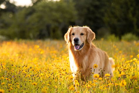 Top 7 Best Field Golden Retriever Breeders In The U.S.