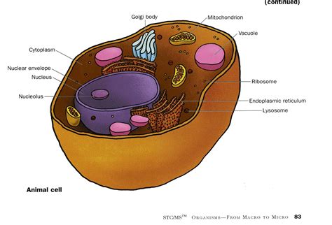 Cell Structure - Cells