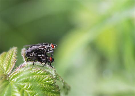 Passionate Flesh Flies! | A pair of Flesh Flies busily doing… | Flickr