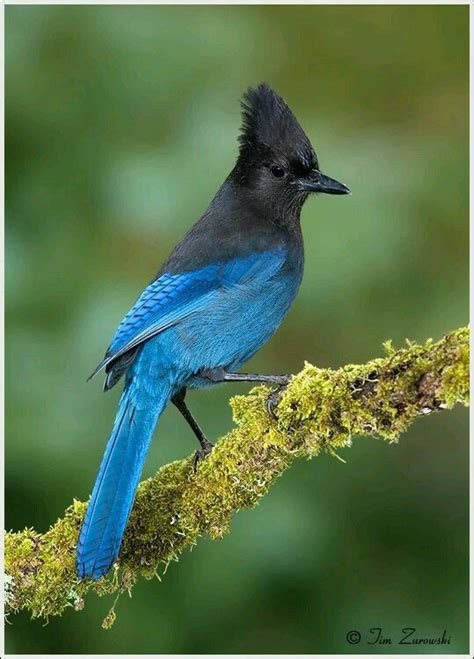 "Steller's Jay" is a jay native to western North America, closely ...