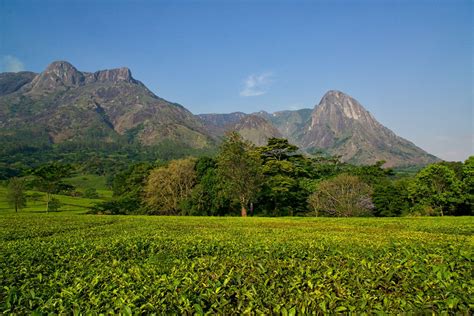 Magnificent Mulanje Mountain and Tea Estates