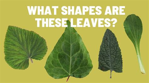 Learn to Recognize Different Types of Leaf Shapes | Plant Leaves - YouTube