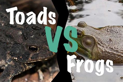 Toads vs Frogs (Differences & Similarities) - The Critter Hideout