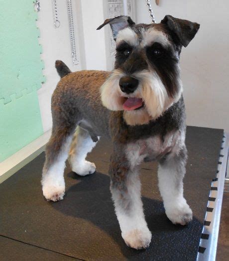 Pin by Joy Youngblood on For our Furry Friends | Schnauzer grooming ...