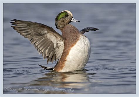 Maryland Biodiversity Project - American Wigeon (Mareca americana)