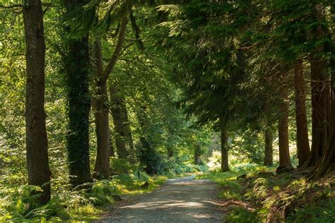 Woodland Trust🌳 on Twitter: "Happy birthday @NationalTrust! Today marks 125 years since the ...