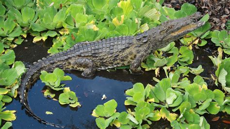 Nile Crocodiles Found Really Far Out of Africa. In Florida. - The New ...