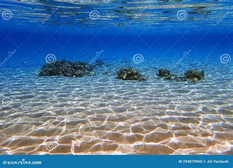 Coral reef in the Red Sea stock photo. Image of deep - 294879960