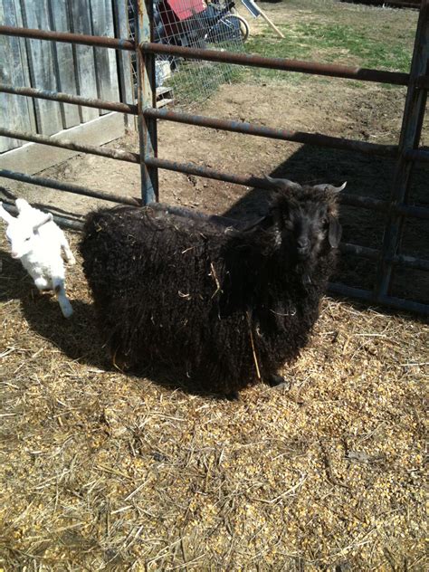 Angora Goat Angora Goats, Herding, Farm Life, Oddities, Homesteading, Critter, Blessings, Sheep ...