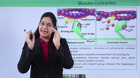 Class10th – Role of calcium in muscle contraction | Locomotion and Movement | Tutorials Point ...