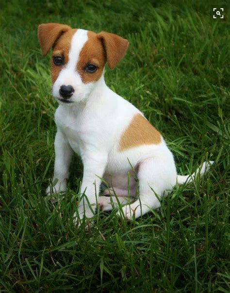 Jack Russell | Jack russell, Jack russell terrier puppies, Jack russell ...