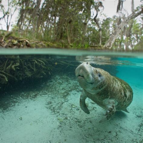 Manatee Crystal River - Travel Off Path