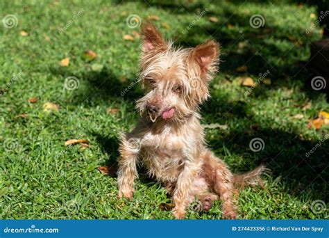 Albino Yorkshire Terrier Dog Stock Photo - Image of canine, isolated: 274423356