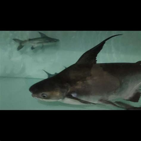 Jual Ikan Hias Paroon Shark Genghiskhan Pangasius Sanitwongsei Size Jumbo Di Seller Mars ...