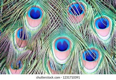 Indian Peacock Feathers Stock Photo 1231710391 | Shutterstock