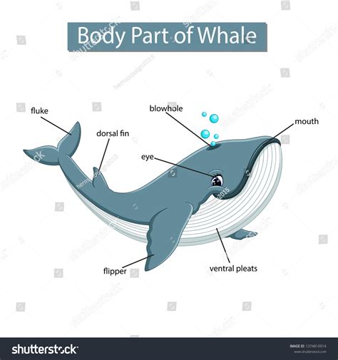 Diagram Showing Body Part Whale Stock Vector (Royalty Free) 1374810914 ...